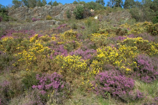 Paisagem primaveril, 25 de Abril de 2013
