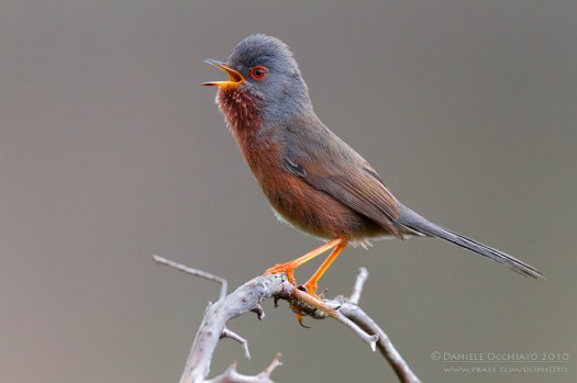 Sylvia undata, para reconhecimento