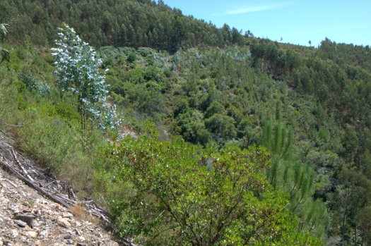 Cabeceira do vale nº 1