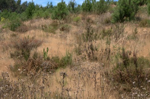 Vegetação herbácea em tonalidades de Verão