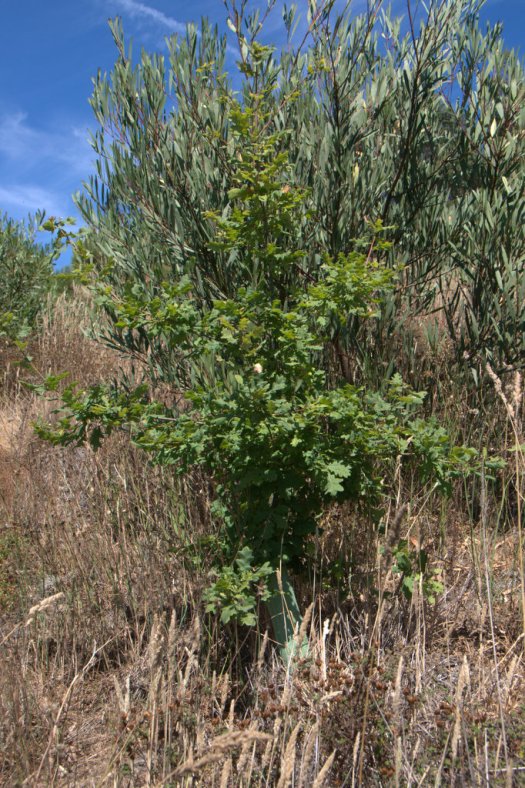 Carvalho plantado em 2010