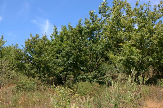 Pequena mancha de carvalhal em torno do ponto mais alto do Cabeço Santo