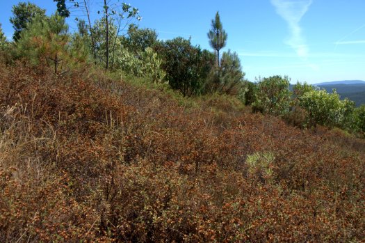 Mancha de sanganho-mouro