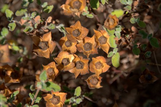 Detalhe das cápsulas de sanganho-mouro cheias de sementes