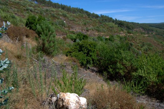 Faixa de acácia-de-espigas cortada em 2012