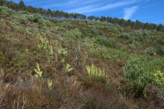 Acima do caminho florestal...