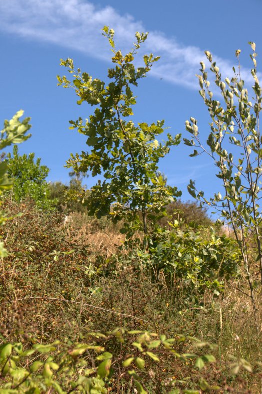 Carvalho plantado em 2010 na cabeceira do vale nº 4(b)