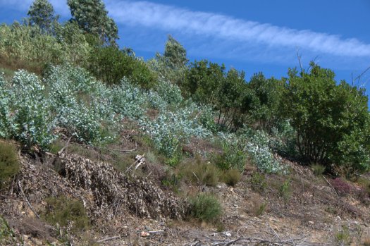 Rebentação de eucalipto na faixa de acácia-de-espigas cortada este ano