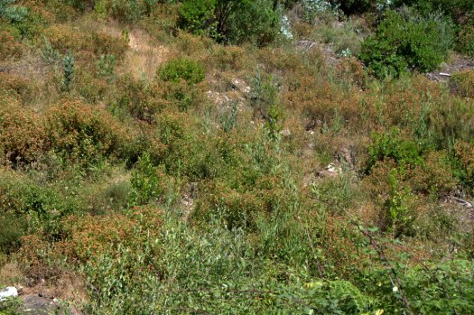 Faixa de conservação em torno do vale nº 3