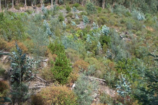 Área de confluência dos vales nºs 3, 4 e 5