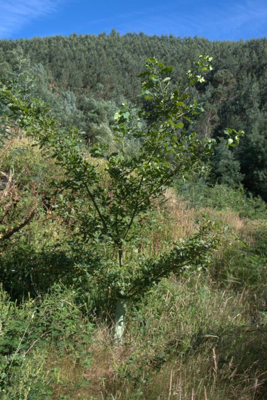 Carvalho plantado em antigas terras agrícolas