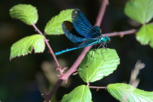É sempre bom observar uma libelinha