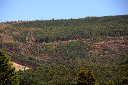 Foto tirada já a 1 de Setembro da área de conservação do vale nº 1