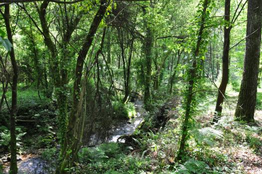 Carvalhal ribeirinho pacientemente recuperado...
