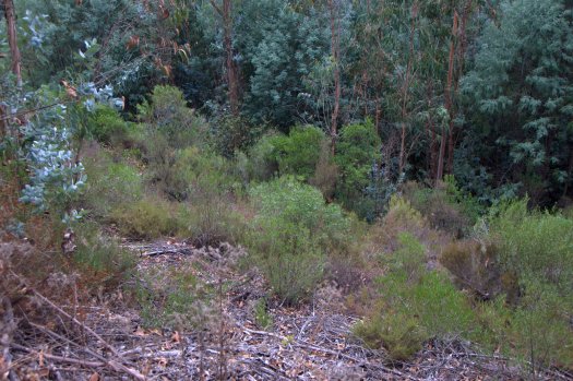 Encosta ribeirinha com restos de vegetação espontânea