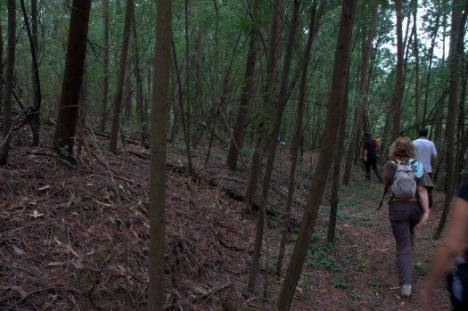 Mimosal. uma sombra demasiado sombria