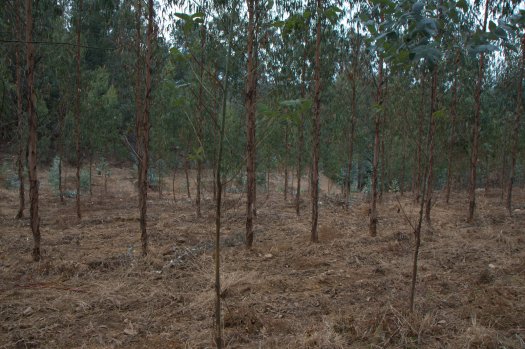 Eucaliptal sem risco de incêndio (mas também sem graça, sem vida, sem quaso tudo que valha a pena)