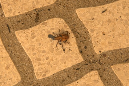 Gorgulho do eucalipto vivo, depois de uma "viagem" de alguns km