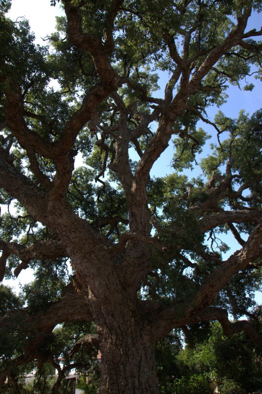 Sobreiro gigante: uma experiência intensa