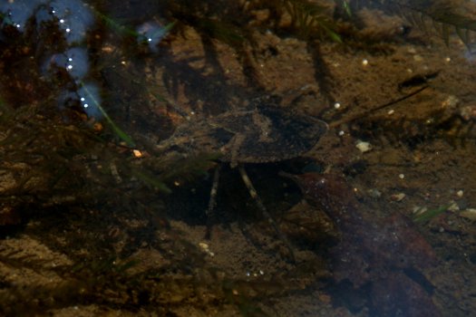Criatura de aspecto pré-histórico, que aterrorizou um voluntário