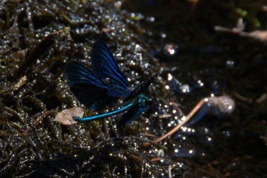 Libelinha de grande beleza, apesar da falta de contraste do fundo