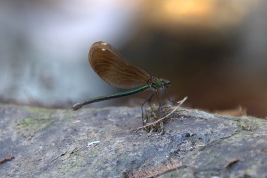 Outra libelinha de cores mais discretas