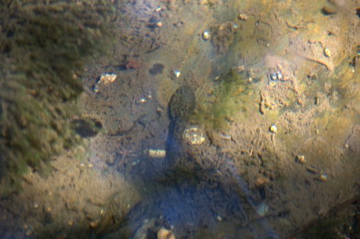 Outra criatura parecendo saltar do princípio dos tempos