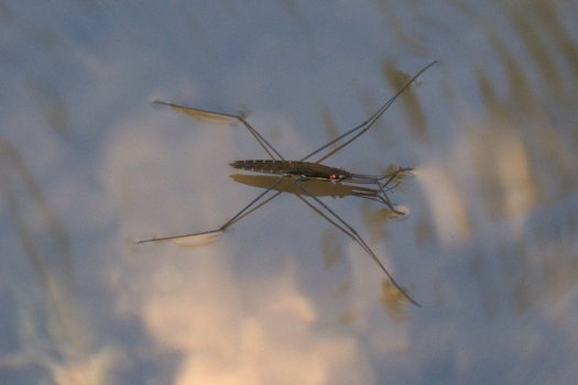 Mesma espécie ou espécie diferente da anterior?