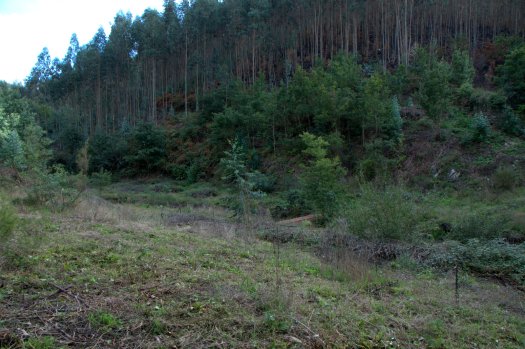 Perspectiva do espaço de plantação