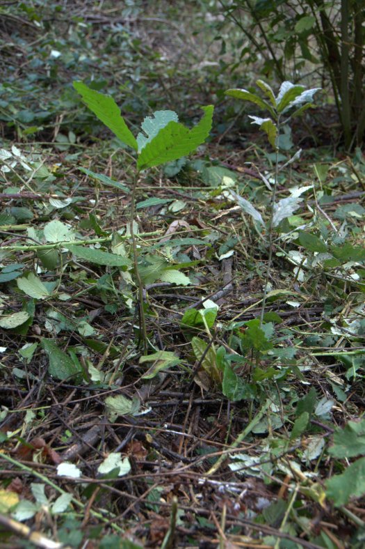 Emergência de uma bolota e uma castanha semeadas no ano passado