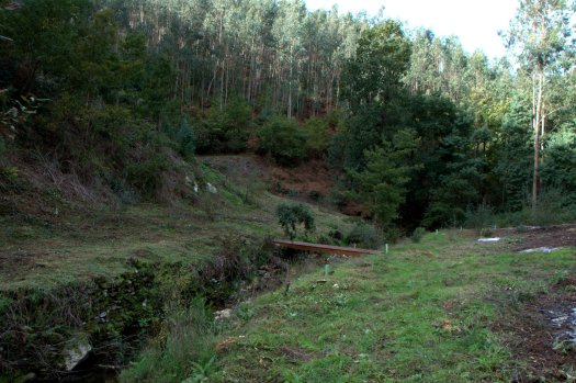 Já no terreno, os tubos de protecção das árvores semeadas