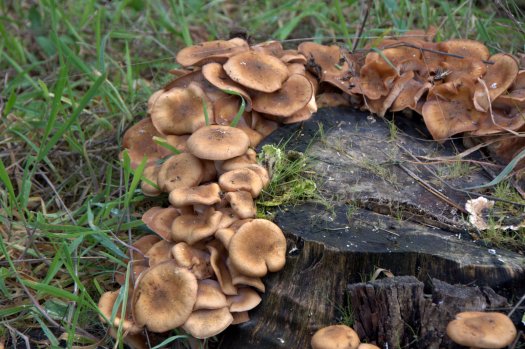 Cogumelos "comendo" uma toiça de eucalipto