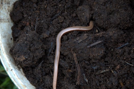 Um licranço apareceu no composto