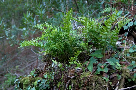 Polipódios no muro da ruína