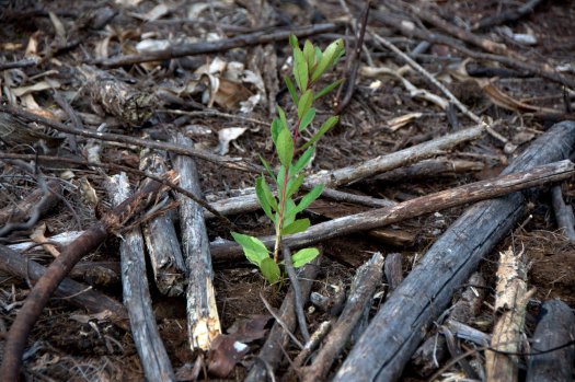 Já no segundo local de plantação, um medronheiro