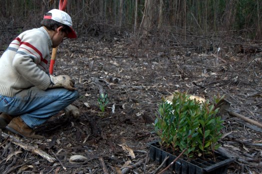 Voluntário em acção