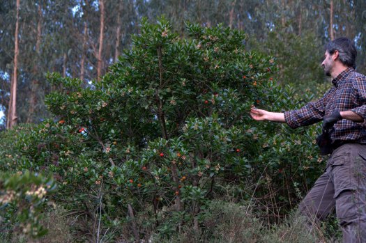 Medronhos chamando as atenções