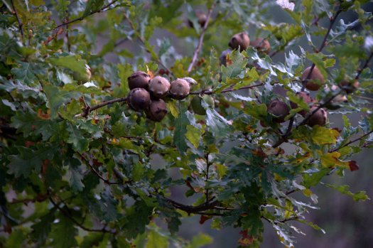 Carvalho com bugalhos