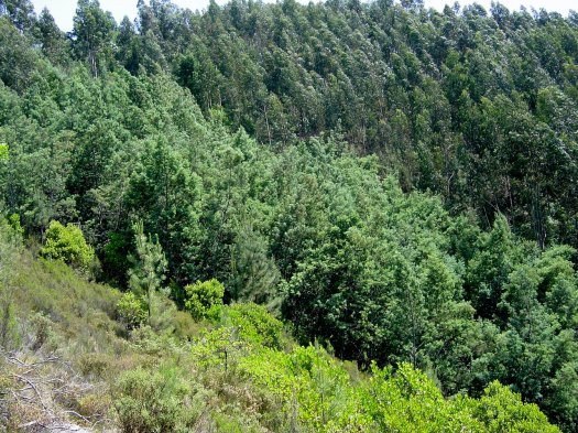 Foto da cabeceira do vale nº 5 tirada na Primavera de 2003