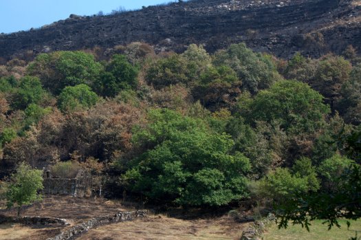 Carvalhal parcialmente queimado