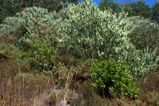 Medronhal perante a presença ameaçadora da acácia-de-espigas