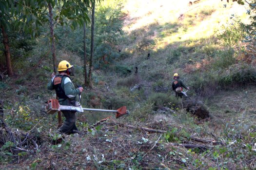 Uns dias antes da jornada, uma equipa da AFBV triturou o matagal e o silvado