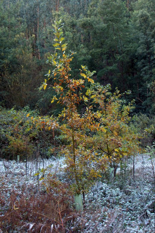 As árvores, plantadas no vale em 2010, apresentavam uma bonita tonalidade outonal