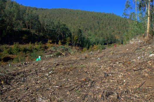 Pelo final da manhã, já a geada tinha desaparecido do morro e a plantação estava concluída