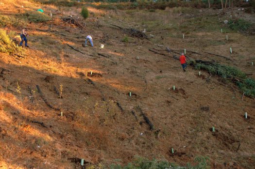 Área plantada, já os trabalhos iam avançados