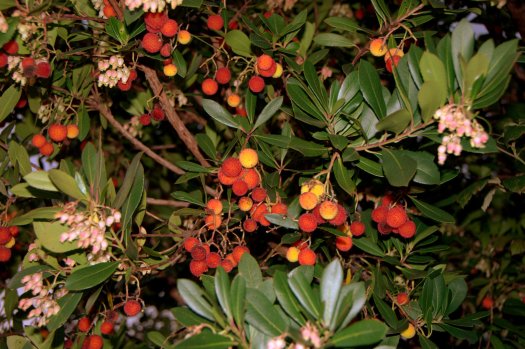 Mas ainda havia os medronhos, logo ali há frente!