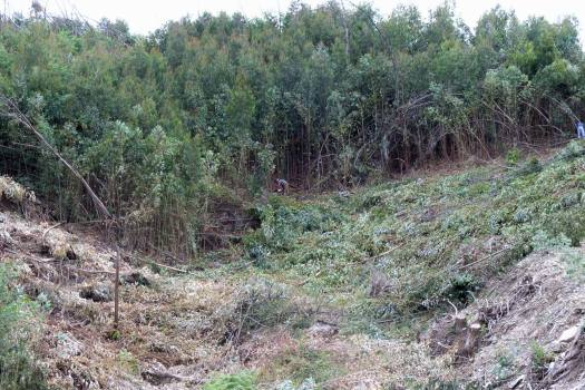 Em Julho de 2008, equipa no terreno cortando eucaliptos e mimosas no vale