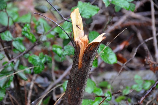 Um medronheiro com 4 anos tinha sido cortado