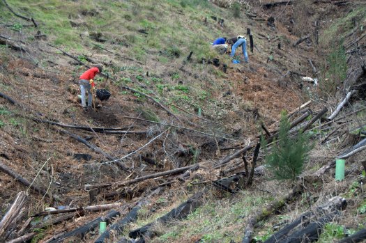 Plantando carvalhos na margem direita do vale