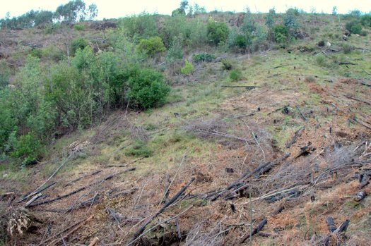 Lá mais longe, na encosta rochosa, as mimosas ainda competem com os medronheiros